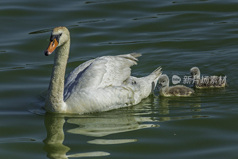 哑巴天鹅(Cygnus olor)是天鹅的一种，因此是鸭、鹅和天鹅科的一员。和幼鸟一起游泳。